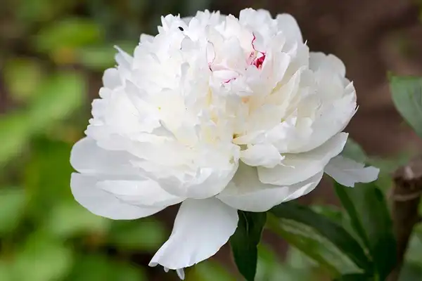 Is White Paeony Extract Safe for Daily Use?